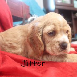 puppy, for, sale, Cocker Spaniel, Joe & Cherri  Overlease, dog, breeder, Miller, MO, dog-breeder, puppy-for-sale, forsale, nearby, find, puppyfind, locator, puppylocator, aca